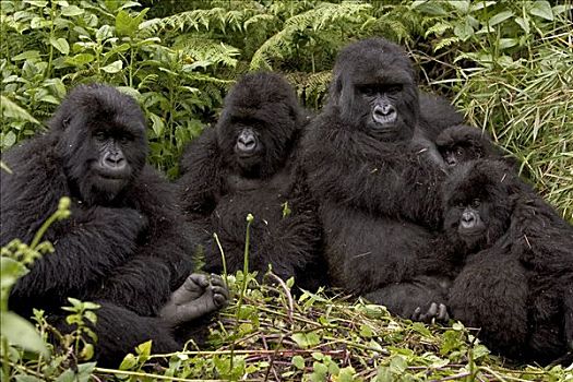 山地大猩猩,大猩猩,群,展示,女性,幼小,国家,卢旺达