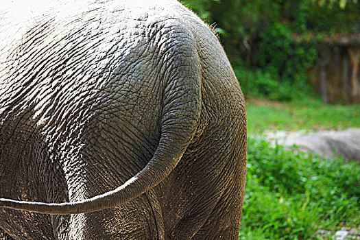 大象,尾部
