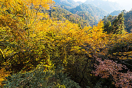 彩色,秋日风光,山