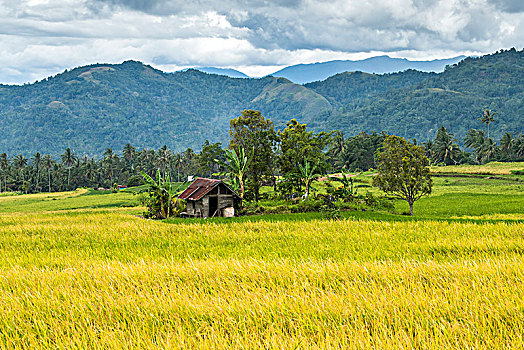 印尼,乡村,田园,民居,水田,木屋,椰树,水稻