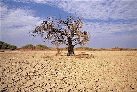 秃树,干旱,纳米比亚,非洲,缝隙,一个,干燥,荒地,贫乏
