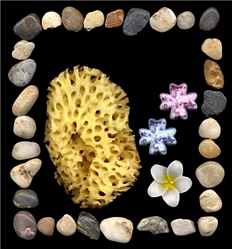 鸡蛋花,丝瓜,石头