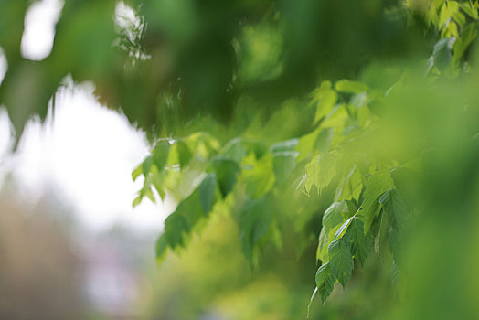 植物