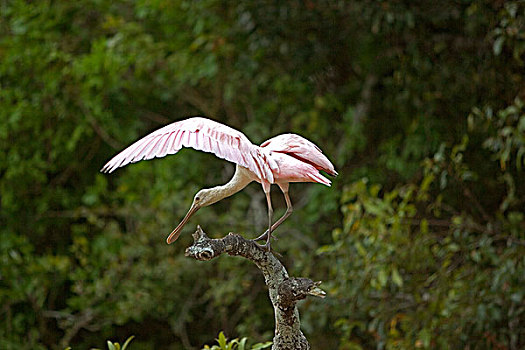 粉红琵鹭,起飞,枝条,委内瑞拉