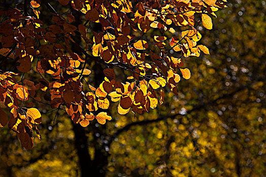 秋天,树叶,金黄,落叶,红叶