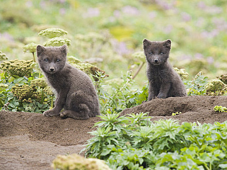 两个,北极狐,小动物,坐,靠近,窝,岛屿,西南方,阿拉斯加,夏天