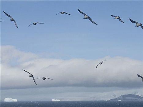 鸟,飞翔,上方,冰山,海峡,南极