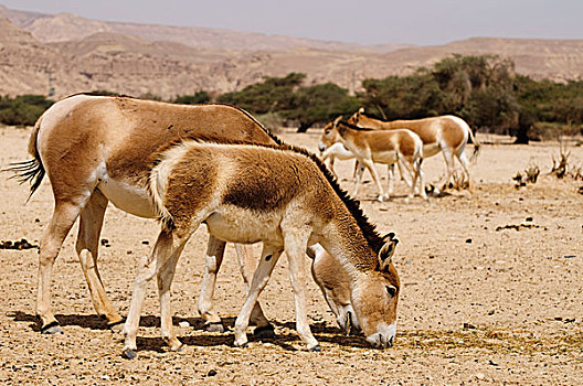 亚洲,驴,旅游,动物,公园,以色列