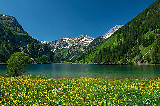 湖,自然,自然保护区,山谷,提洛尔,奥地利,欧洲