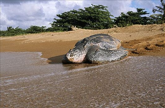棱皮海龟,棱皮龟,雌性,背影,产卵,麦尔斯堡海滩,圭亚那