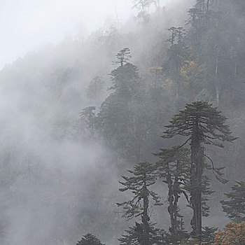 雾气,地区,不丹