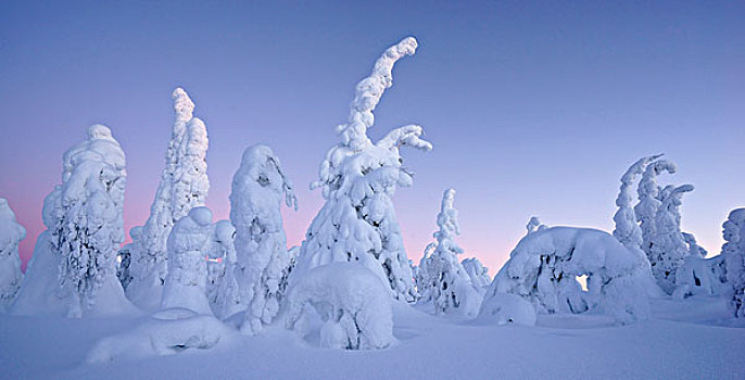 积雪,树,库萨莫,区域,芬兰,欧洲