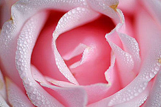 玫瑰花,粉色,特写