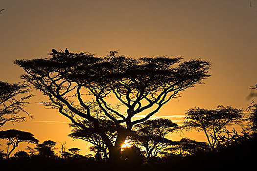 剪影,刺槐,站立,高处,树,黄色,发光,天空,太阳,两个,美洲兀鹰,上面,恩戈罗恩戈罗,保护区,坦桑尼亚