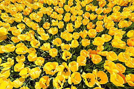 活力,黄色,郁金香,春天,库肯霍夫花园,荷兰南部,荷兰