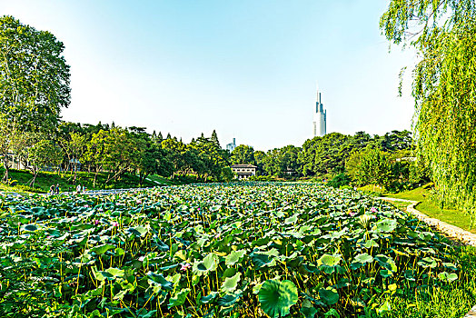 南京玄武湖公园莲花港