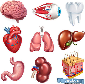 心脏,大脑,眼,牙齿,肺,肝脏,肚子,肾脏,皮肤,医疗,内脏器官,矢量,象征