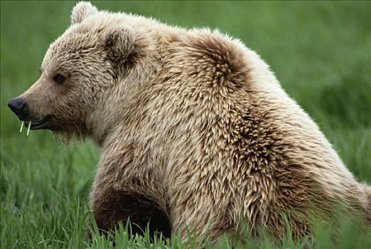 大灰熊,棕熊,吃草,阿拉斯加