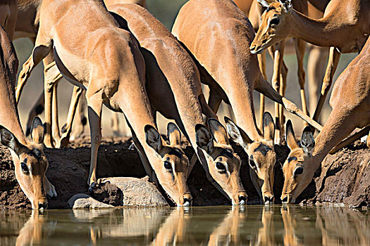 黑斑羚,喝,水潭,南非