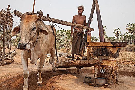 缅甸,农民,工作,公牛,画廊