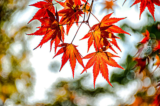 秋天的枫叶,鸡爪槭