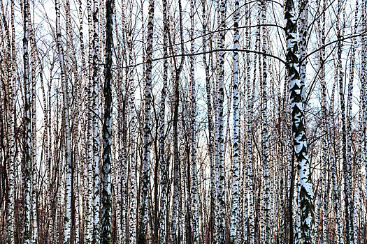 冰冻,空,桦树,树干,冬天