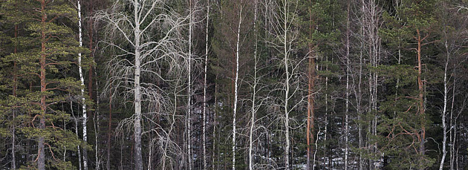 芬兰,不同,树,边缘,树林,白杨,松树,桦树