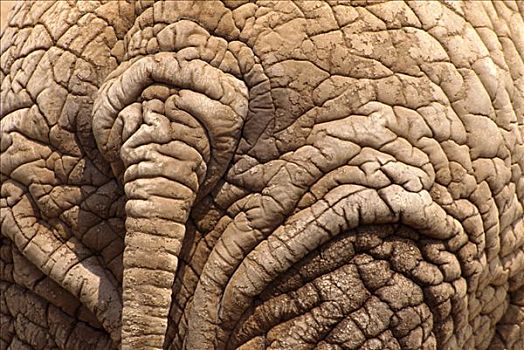 非洲象,尾部,躲藏,安伯塞利国家公园,肯尼亚