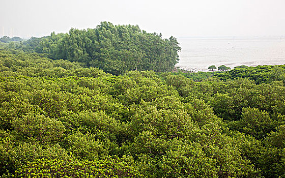 深圳红树林