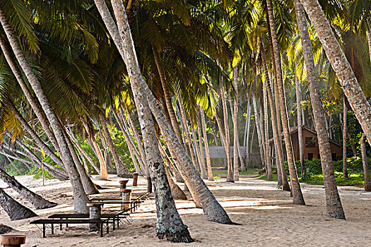 长椅,海滩,酒店,斯里兰卡