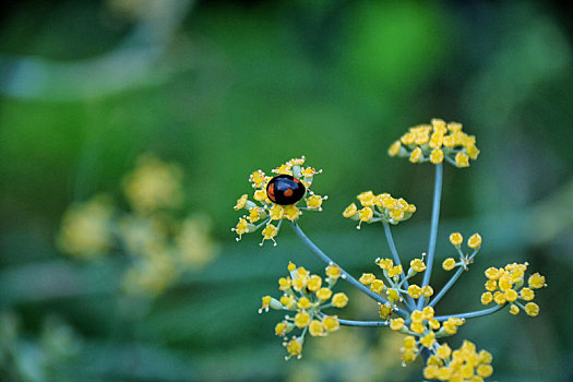 中国湖北省恩施市望城坡风景区野花上的瓢虫