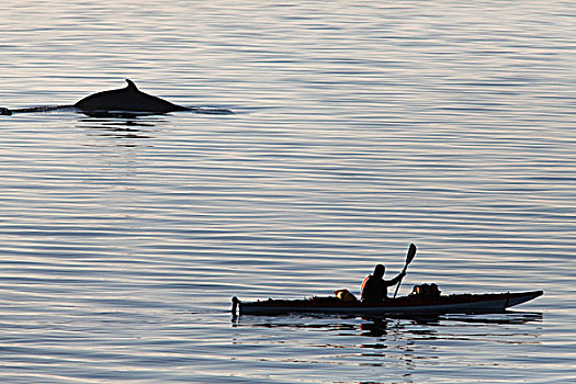 独木舟,普通,小须鲸,北方,鲸,路线,海洋公园,区域,魁北克,加拿大