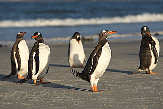 巴布亚企鹅,企鹅,福克兰群岛,南美