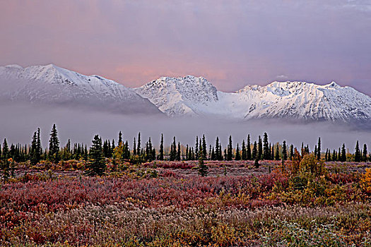 北美,美国,阿拉斯加,德纳里峰国家公园,阿拉斯加山脉,苔原,蓝莓,灌木