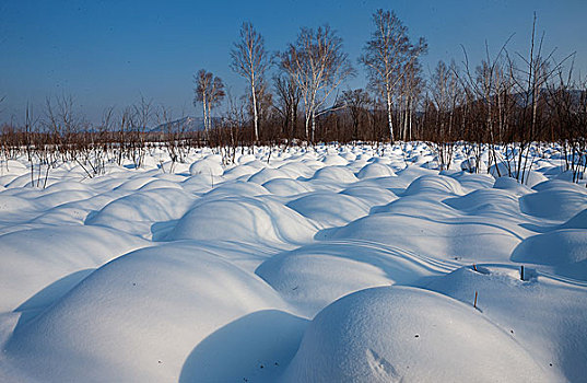 黑龙江湿地塔头雪景