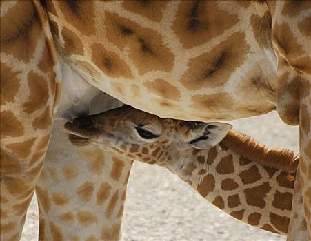 长颈鹿,喝,牛奶,母兽