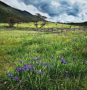 林芝鲁朗风景