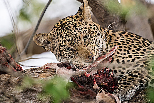 豹,雌性,吃,捕食,树上,马沙图禁猎区,博茨瓦纳,非洲
