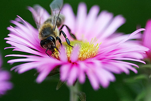 蜜蜂,花粉,花