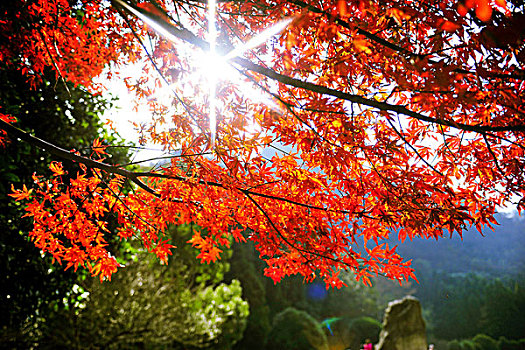 逆光中看的红色枫树秋景