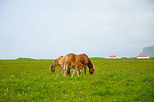 冰岛,戴尔赫拉伊,冰岛马,小马,农场