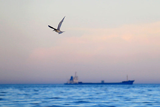 海上飞翔的海鸥