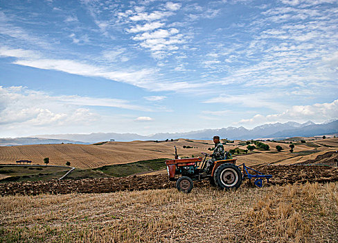 新疆奇台县江布拉克景区麦田中耕地的拖拉机手