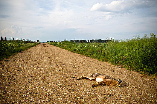 死,野兔,乡村道路,新希德尔湖,布尔根兰,奥地利,欧洲