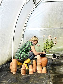 女人,种植,花,温室