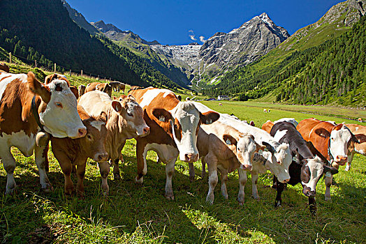 奥地利,提洛尔,牛,高山