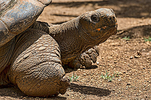 巨龟,毛里求斯,非洲