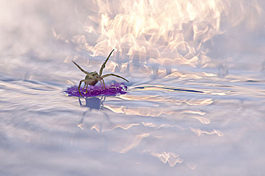 蜘蛛,漂浮,碎片,水中