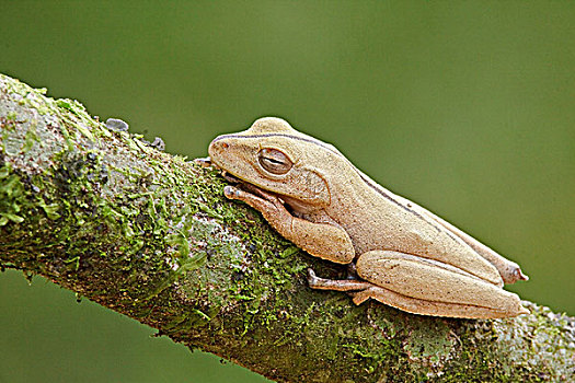 青蛙,国家公园,东南部,厄瓜多尔