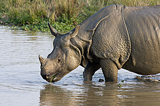 印度犀,印度犀牛,进入,泥,水坑,卡齐兰加国家公园,印度